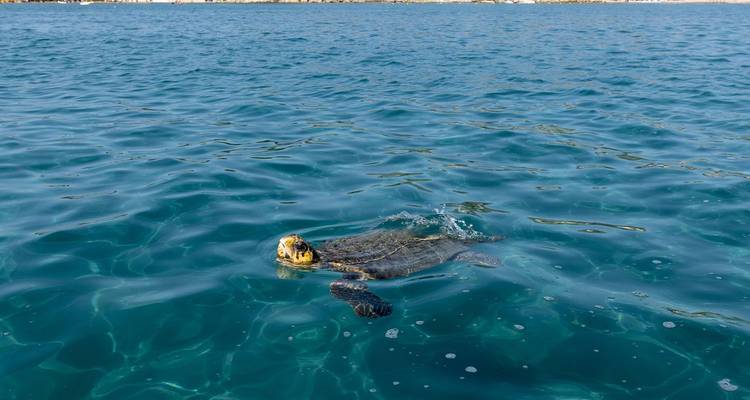 Tortue caouanne remontant à la surface dans les eaux cristallines bleues de la Méditerranée