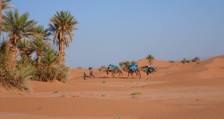 Kamele mit Packtaschen, die in einer Wüste mit Palmen wandeln.