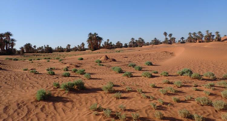 Wüstenszene mit Pflanzen und Palmen.