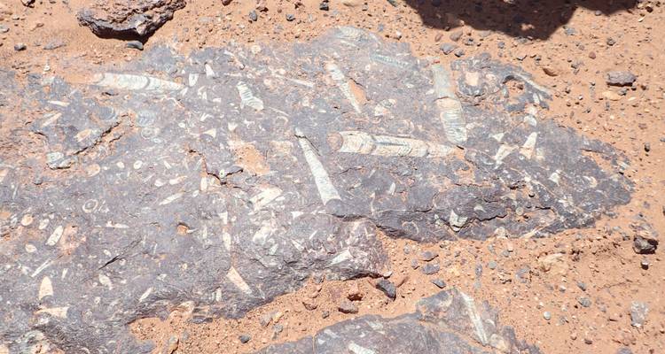 Versteinerte Felsen auf der Wüstenoberfläche.