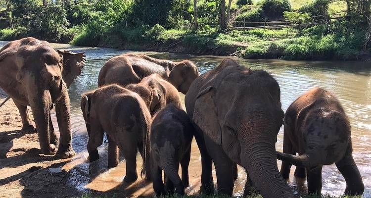 A small herd of elephants cool off at the edge of a shallow river amid green jungle scenery.
