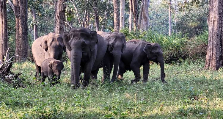 Manada de elefantes moviéndose por una zona boscosa.