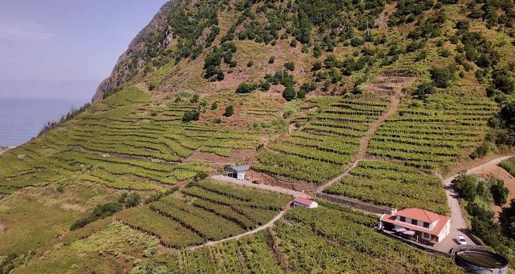 Terraced green vineyards cascade down a steep coastal mountainside with ocean in the distance