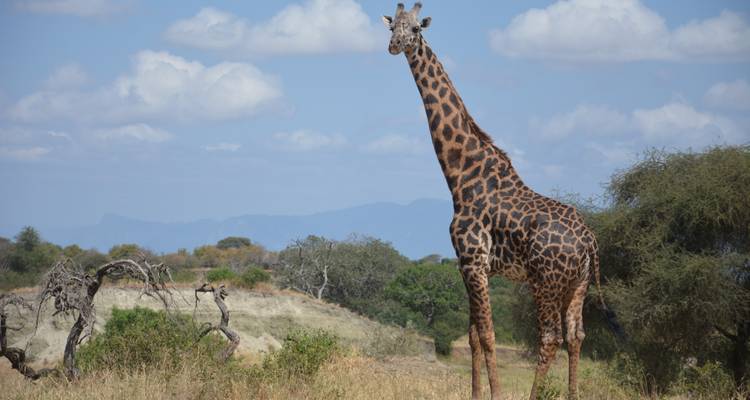 Een giraffe die staat in een savannelandschap.