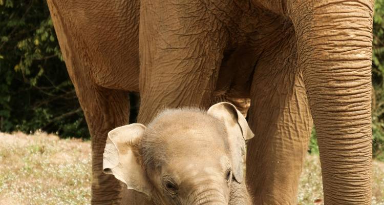 A baby elephant stands close to its mother in a grassy sanctuary.