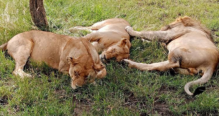 Drei Löwen ruhen unter einem Baum in einer üppigen Savannenlandschaft.