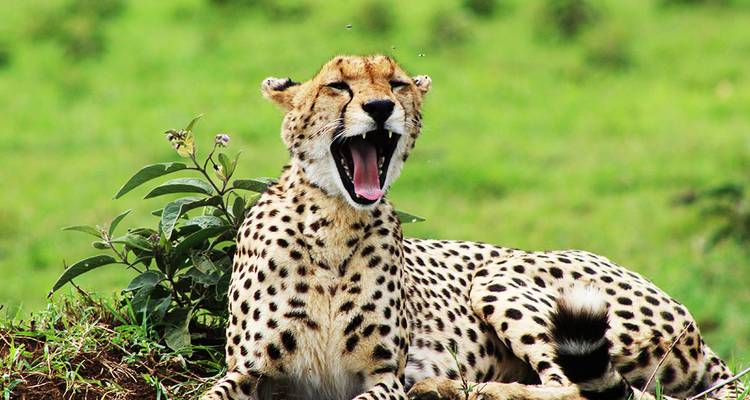Ein einsamer Gepard, der gähnt und sich an einem sonnigen Tag im Gras ausruht.