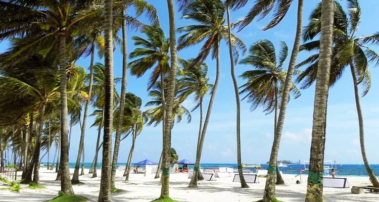 Palm trees swaying on a sandy beach with clear blue skies.