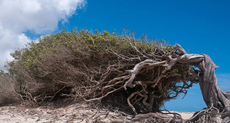 Vom Wind geprägte, horizontal wachsende Mangrovenbäume auf weißem Sand unter einem leuchtend blauen Himmel.