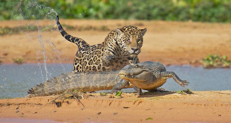 Scène spectaculaire d'un jaguar se jetant sur un caïman sur une berge boueuse avec des éclaboussures d'eau en pleine action.