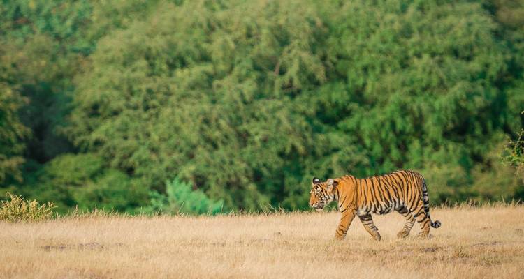 Einzelner Tiger, der über eine trockene Grasfläche mit dichtem Waldgehölz im Hintergrund streift