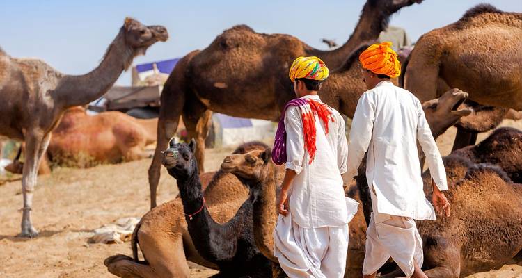Twee jonge herders in kleurrijke tulbanden lopen tussen rustende kamelen op een woestijnmarkt.