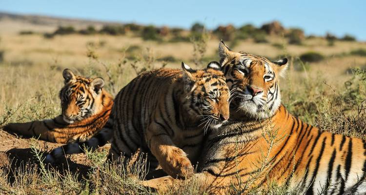 Three Bengal tigers rest and nuzzle each other in dry grassland.