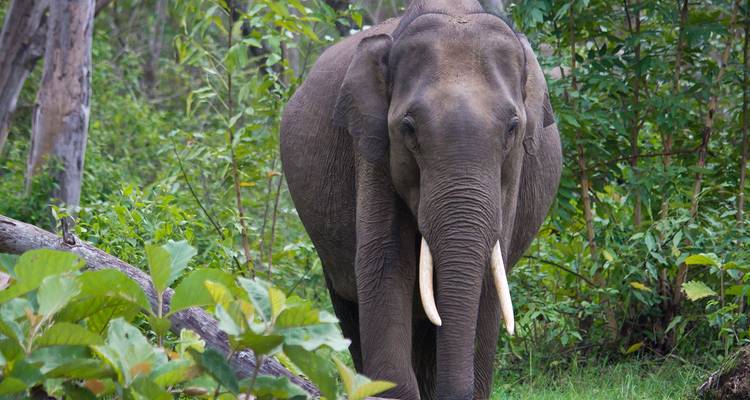 A tusked Asian elephant stands amid lush forest vegetation.