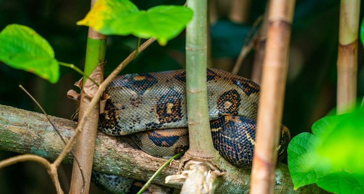 Un gros plan d'un serpent enroulé autour d'une branche.