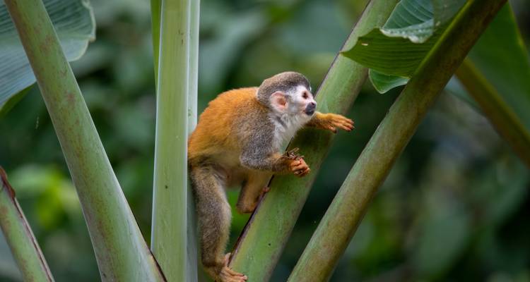 Primer plano de un mono ardilla trepando entre hojas de plátano verde en la selva tropical.