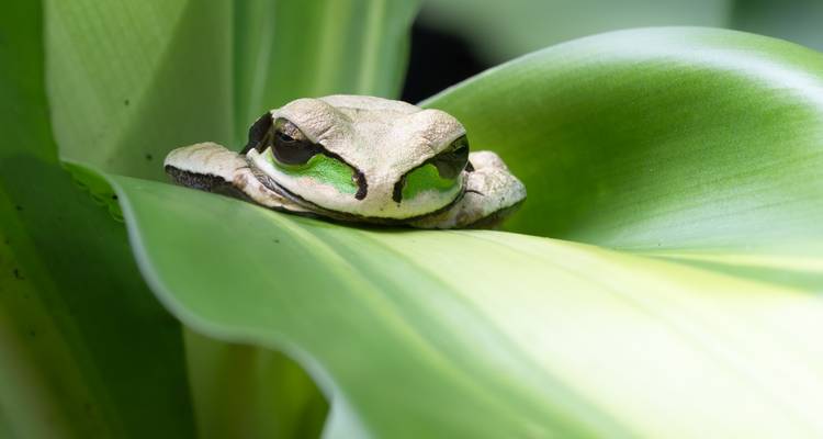 Imagen macro de una rana arbórea de máscara verde descansando en una hoja tropical ancha.