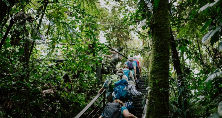 Les routards gravissent un escalier abrupt à travers une végétation dense de forêt tropicale humide.