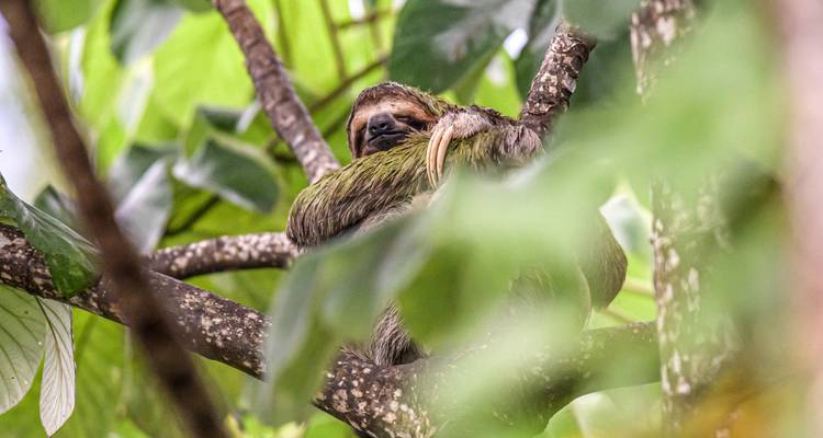 Paresseux somnolent niché parmi les branches partiellement caché par le feuillage vert de la forêt tropicale.