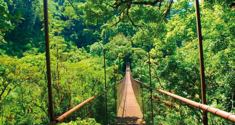 Un puente colgante a través de un frondoso bosque verde.
