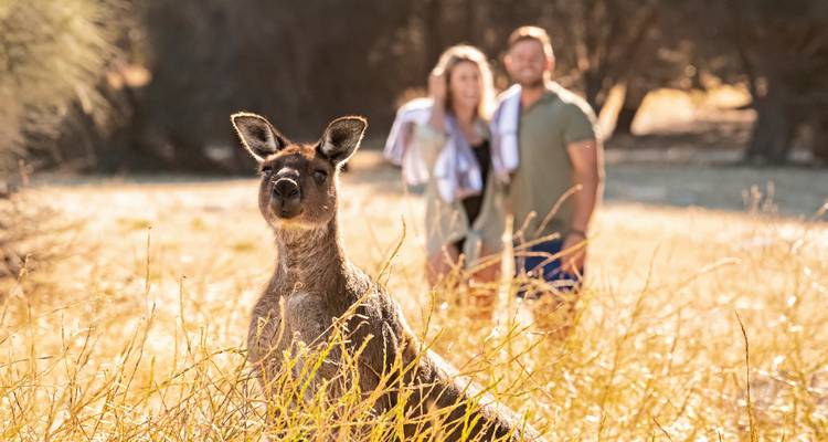 Kangourou net avec couple flou en arrière-plan.