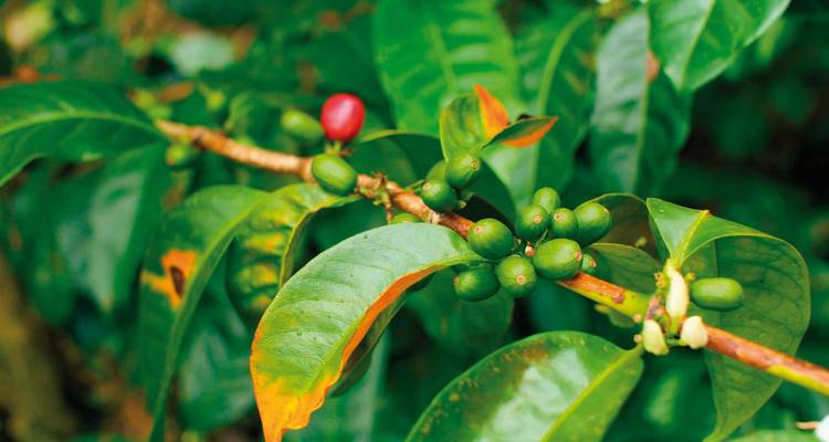 Coffee plant with green and red coffee cherries.