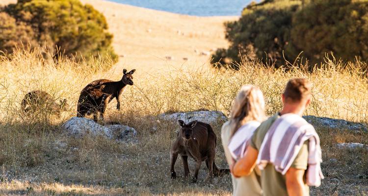 Des kangourous dans un champ avec un couple en arrière-plan.