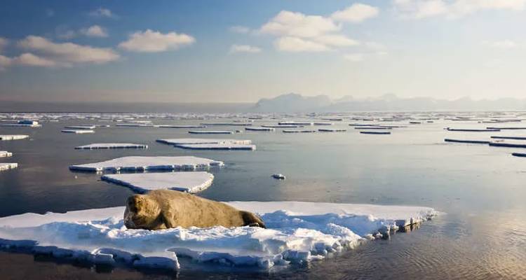Una morsa descansa en un pequeño témpano de hielo marino rodeada de hielo en panqueque bajo un suave cielo ártico.