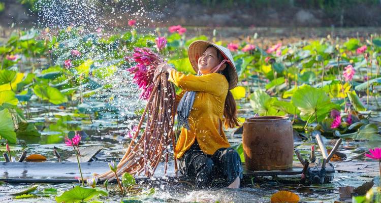 Eine Frau, die Lotusblüten in einem lebendigen Seerosenfeld pflückt.