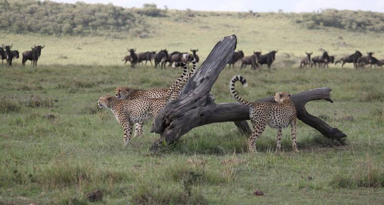 Geparden stehen in einer grasbewachsenen Savanne mit Gnus in der Ferne.