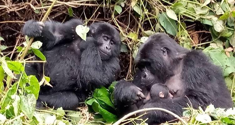 Twee gorilla's die rusten in weelderig groen.