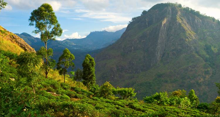 Weelderige theeplantages met bergen op de achtergrond.