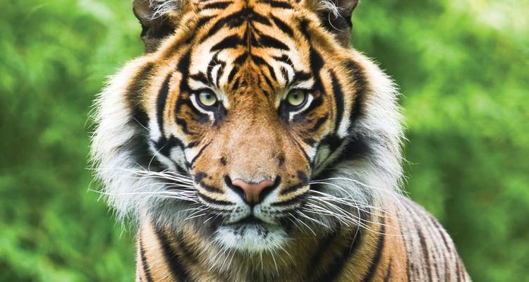 Eine Nahaufnahme eines Tigers, der durch grünes Laub geht.