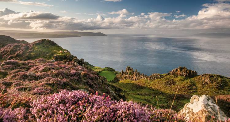 Vue panoramique d'une côte avec des bruyères en fleurs.