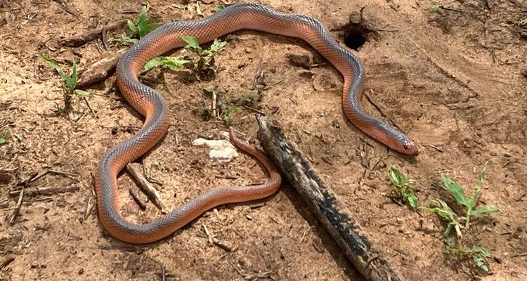A snake on sandy ground coiled in an S shape.