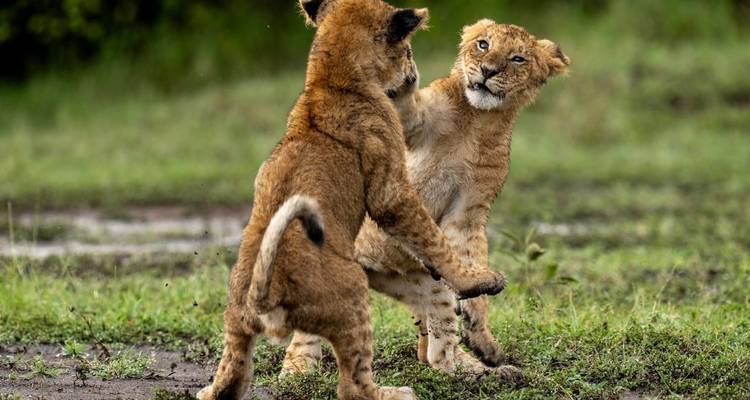 Lion cubs playfully interacting on grass.