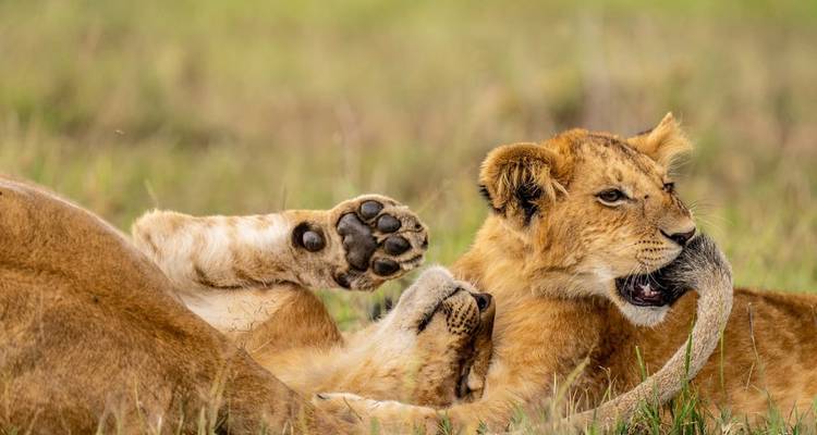 Lion cubs playing with each other in the grass.