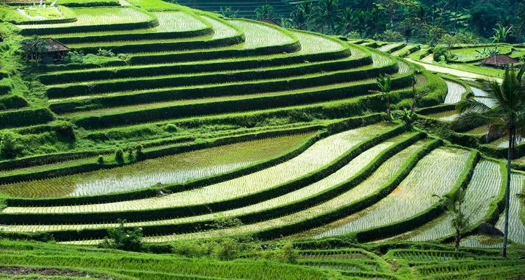 Terraced rice fields with lush green landscape