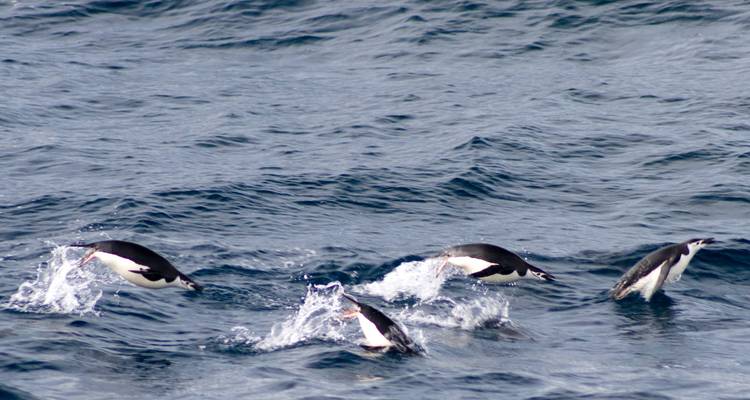 Des pingouins qui sautent dans l'océan.