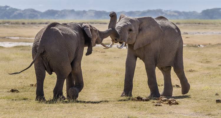 Two elephants play-fighting in a grassy area.