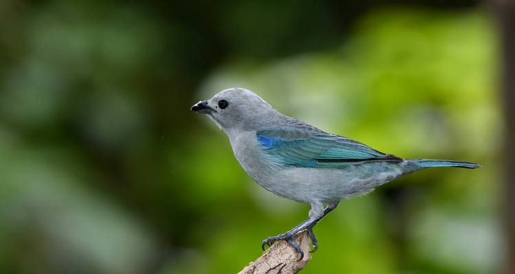 Close-up van een klein grijsblauw zangvogeltje op een tak met onscherpe groene achtergrond