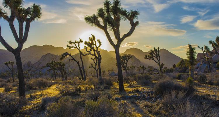Landschapsweergave van Joshua Tree National Park met Joshua-bomen en een zonsondergang.