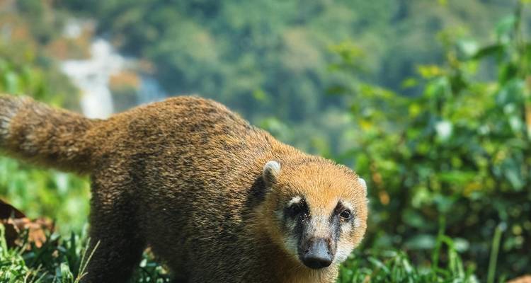 Neusbeer dier dat op het gras staat met een onscherpe natuurlijke achtergrond.