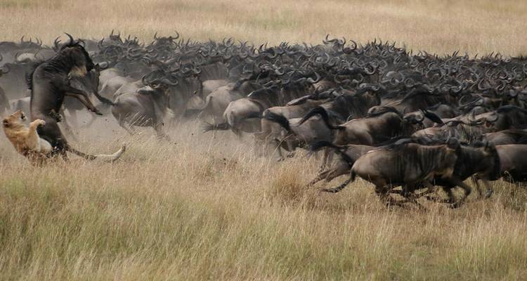 Gnus überqueren einen Fluss, während ein Löwe sie verfolgt.