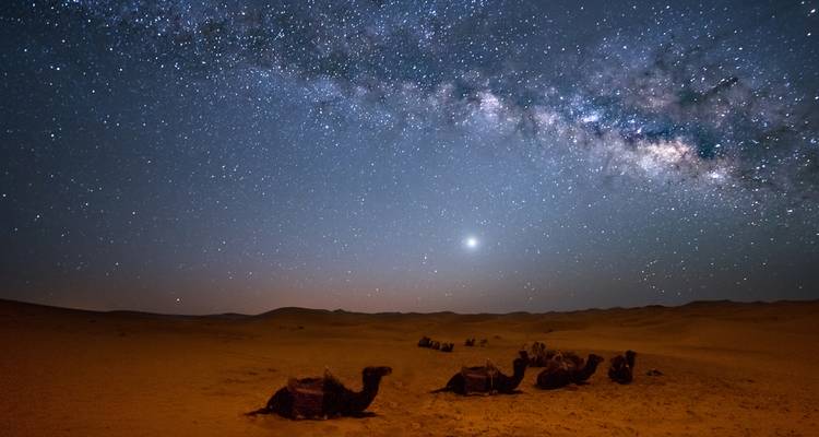 Sternenhimmel über einer Wüste mit Kamelen.