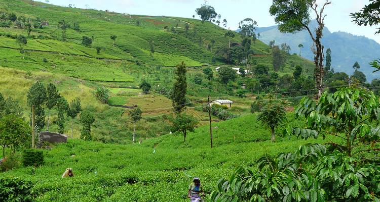 Een uitgestrekte theeplantage met mensen die in de velden werken.