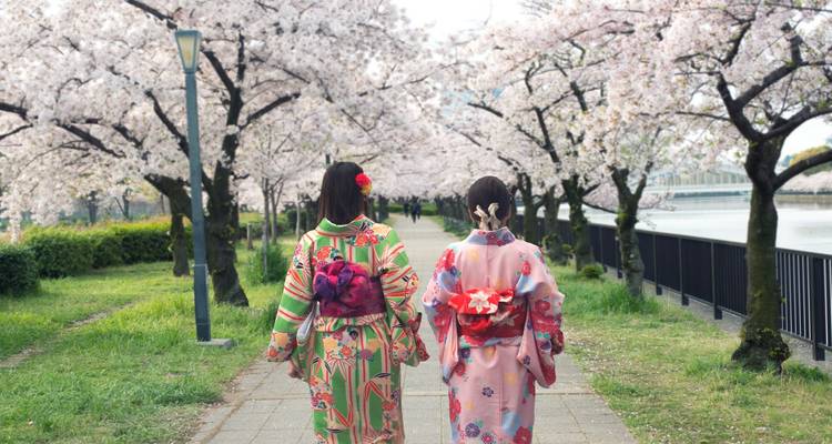 Two women in kimono walking under cherry blossoms