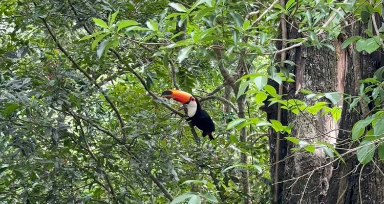 Toucan perché sur un arbre dans une forêt luxuriante.