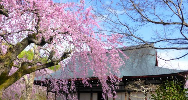 Kirschblüten in voller Blüte mit einem traditionellen japanischen Gebäude.