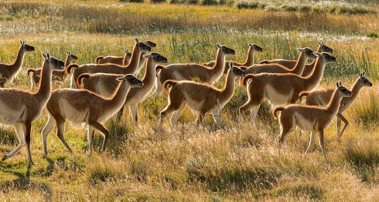 Kudde guanaco's in een grazig veld.